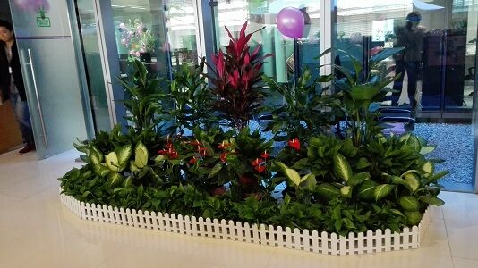 宁波植物租赁